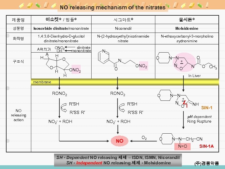 NO releasing mechanism of the nitrates 제품명 이소켓® / 임듈® 시그마트® 몰시톤® 성분명 Isosorbide