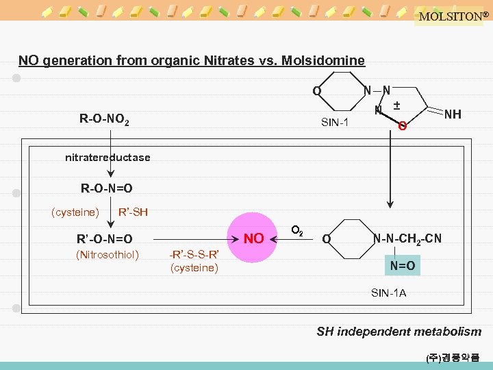 MOLSITON® NO generation from organic Nitrates vs. Molsidomine N N O SIN-1 R-O-NO 2