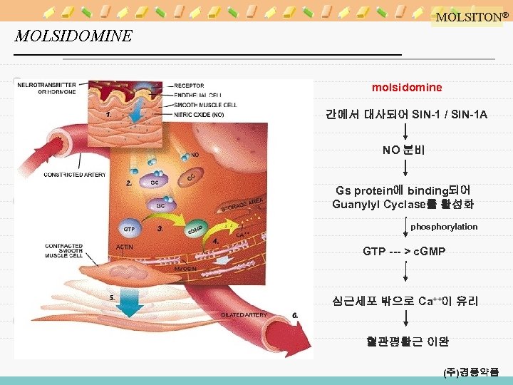 MOLSITON® MOLSIDOMINE molsidomine 간에서 대사되어 SIN-1 / SIN-1 A NO 분비 Gs protein에 binding되어