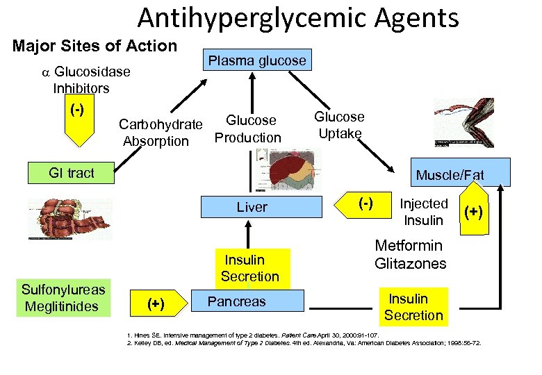 Antihyperglycemic Agents Major Sites of Action Glucosidase Inhibitors (-) Plasma glucose Glucose Carbohydrate Production