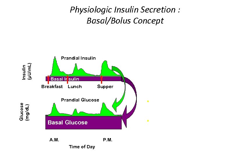Insulin (µU/m. L) Physiologic Insulin Secretion : Basal/Bolus Concept 50 Prandial Insulin 25 0