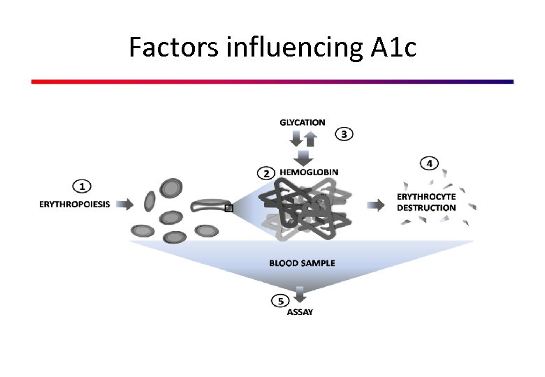 Factors influencing A 1 c 