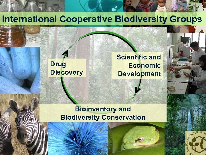 International Cooperative Biodiversity Groups Drug Discovery Scientific and Economic Development Bioinventory and Biodiversity Conservation