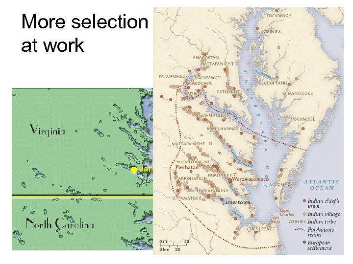 More selection at work 