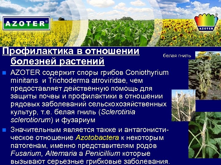 Профилактика в отношении болезней растений n n белая гниль AZOTER содержит споры грибов Coniothyrium