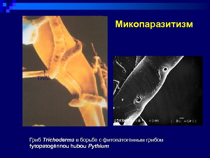 Микопаразитизм ↑ Trich Гриб Trichoderma в борьбе с фитопатогенным грибом fytopatogénnou hubou Pythium 