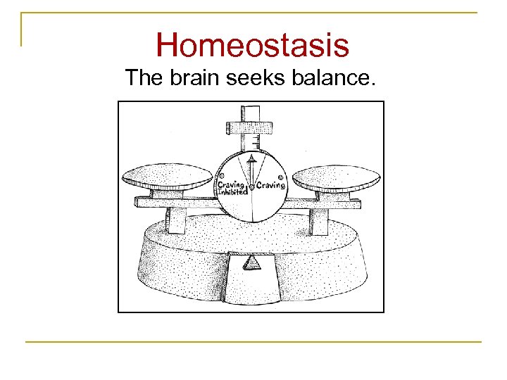 Homeostasis The brain seeks balance. 