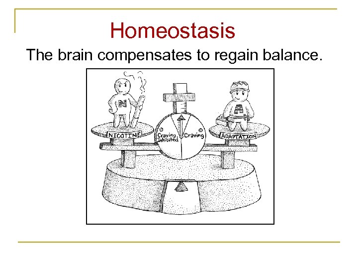 Homeostasis The brain compensates to regain balance. 