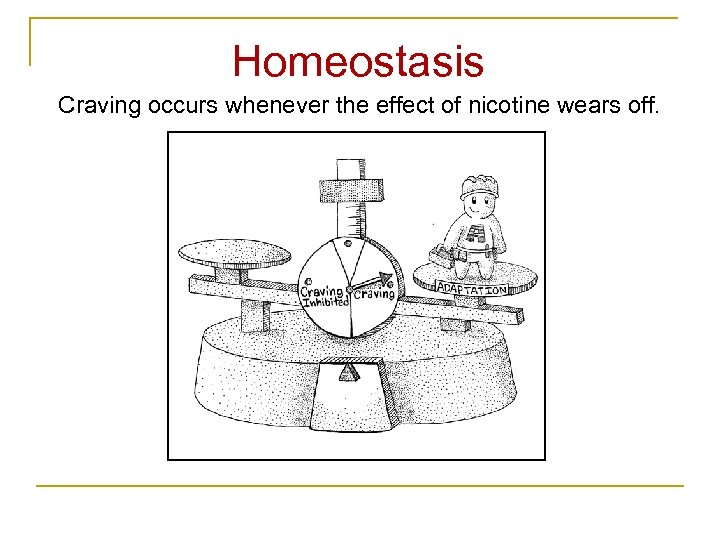 Homeostasis Craving occurs whenever the effect of nicotine wears off. 