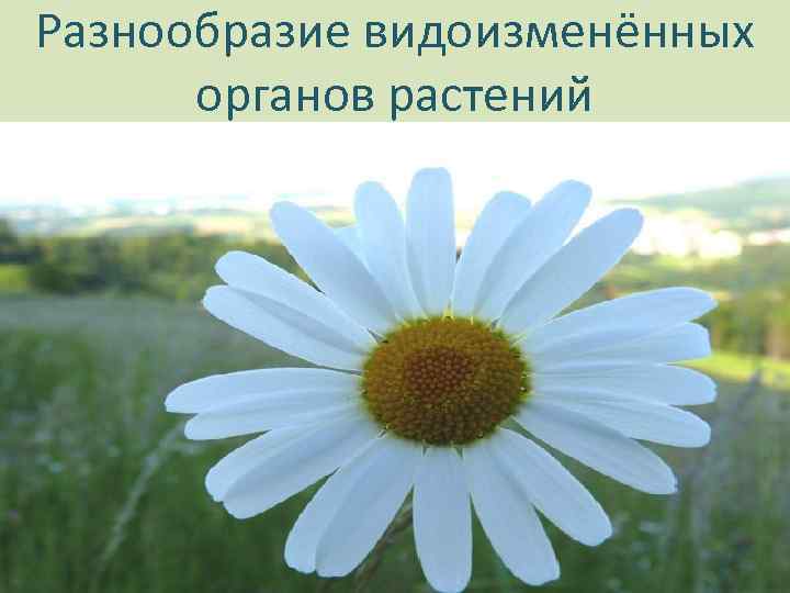 Разнообразие видоизменённых органов растений 