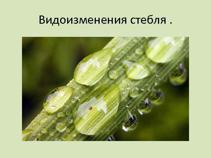 Видоизменения стебля. 