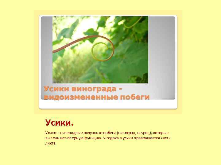Усики – нитевидные пазушные побеги (виноград, огурец), которые выполняют опорную функцию. У гороха в