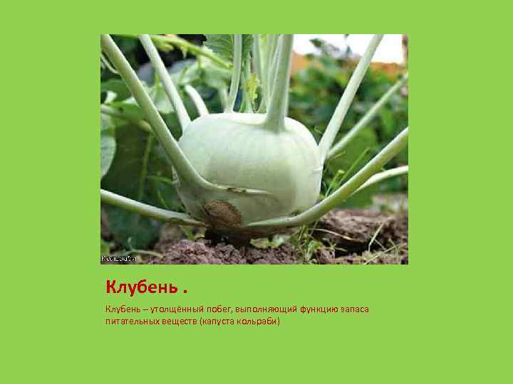 Клубень – утолщённый побег, выполняющий функцию запаса питательных веществ (капуста кольраби) 
