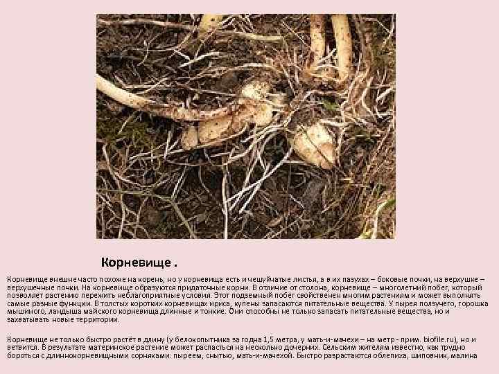 Корневище внешне часто похоже на корень, но у корневища есть и чешуйчатые листья, а