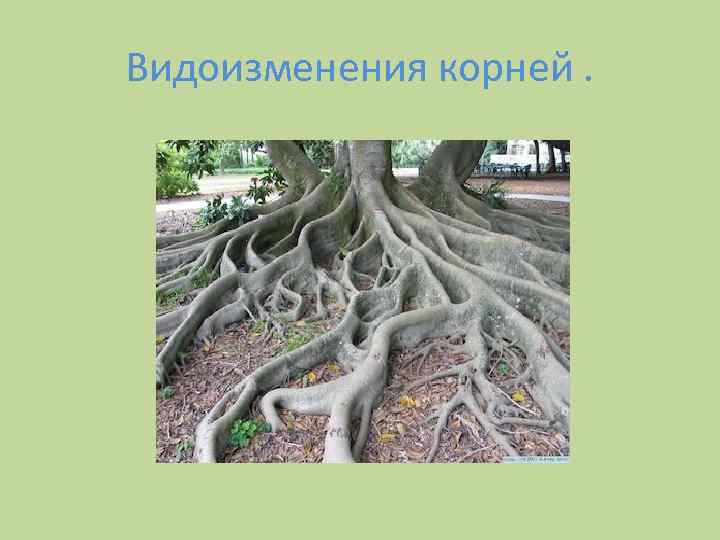 Видоизменения корней. 