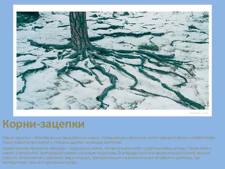 Корни-зацепки – своеобразные придаточные корни, позволяющие растению легко прикрепляться к любой опоре. Такие корни