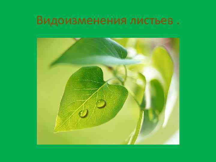 Видоизменения листьев. 