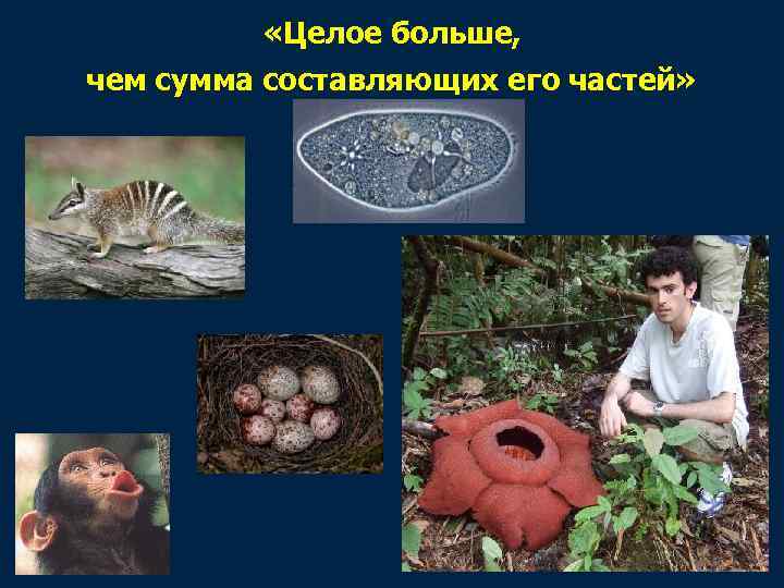  «Целое больше, чем сумма составляющих его частей» 