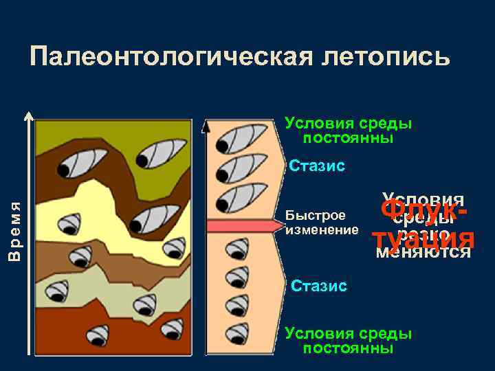 Палеонтологическая летопись Условия среды постоянны Время Стазис Быстрое изменение Условия Флуксреды резко туация меняются