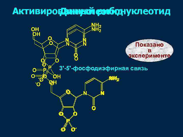 Фосфодиэфирная связь между нуклеотидами. 3 5 Фосфодиэфирная связь. Рибонуклеотид. Динуклеотид 3 5 фосфодиэфирная связь. Активированные рибонуклеотиды.