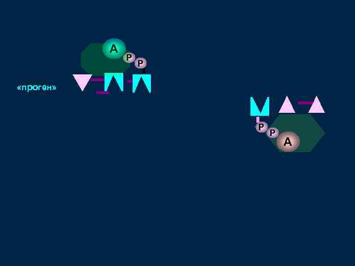 А Р Р «проген» Р Р А 