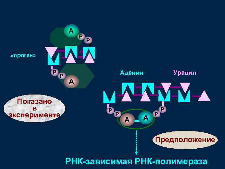 А Р Р «проген» Р Р Показано в эксперименте Аденин Урацил А Р Р