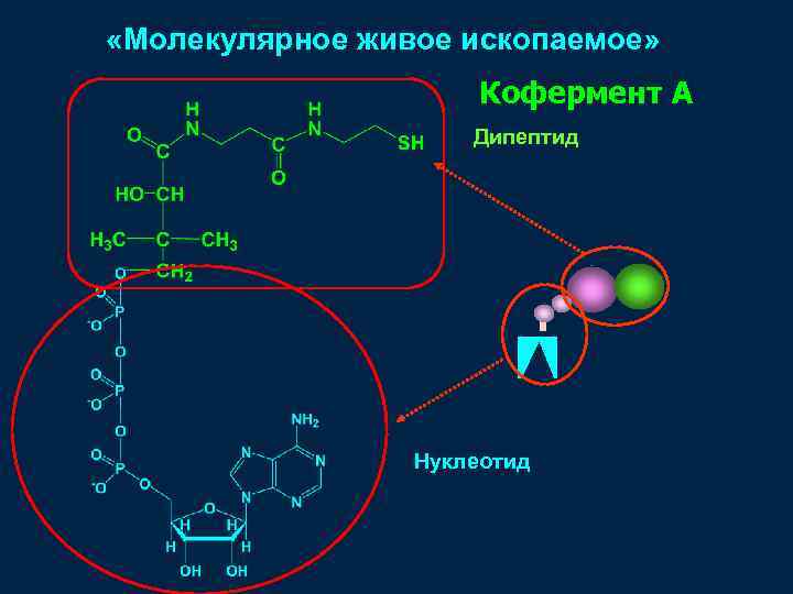  «Молекулярное живое ископаемое» Кофермент А Дипептид Нуклеотид 