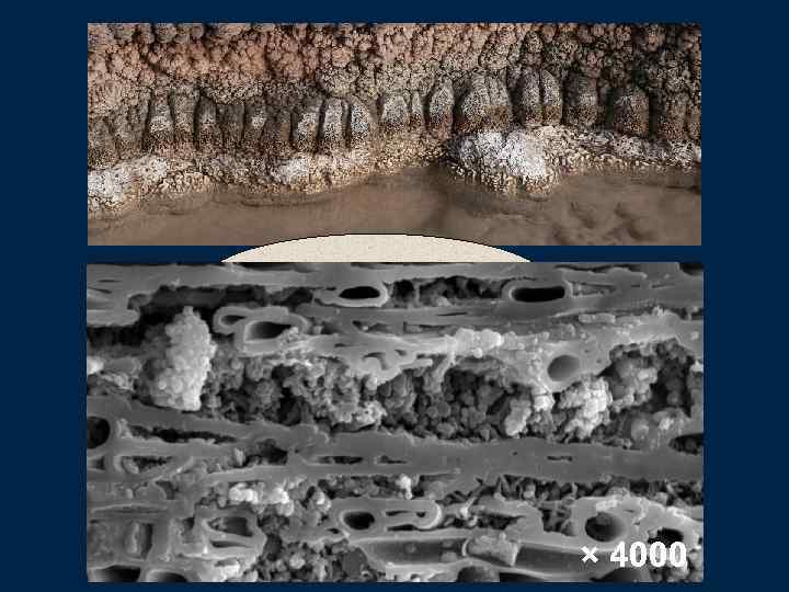 Предположение × 4000 