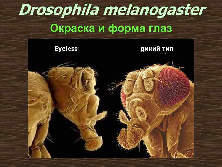 Drosophila melanogaster Окраска и форма глаз Eyeless дикий тип 