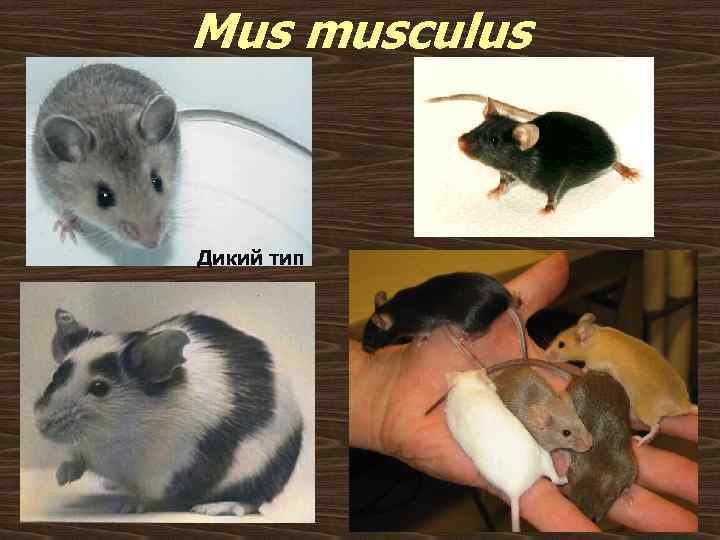 Mus musculus Дикий тип 