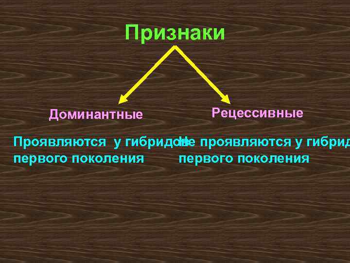 Признаки Доминантные Рецессивные Проявляются у гибридов проявляются у гибрид Не первого поколения 