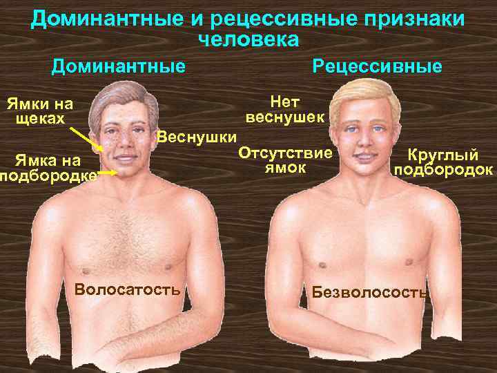 Доминантные и рецессивные признаки человека Доминантные Рецессивные Нет веснушек Ямки на щеках Веснушки Ямка