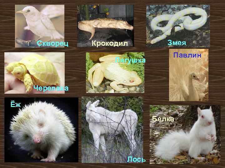 Скворец Крокодил Лягушка Змея Павлин Черепаха Ёж Белка Лось 