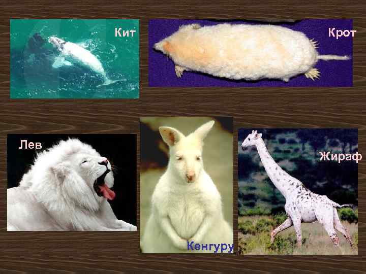 крот тауп. крот для дошкольников. кит крот. уссурийский крот. летучая мышь, крот и кит.