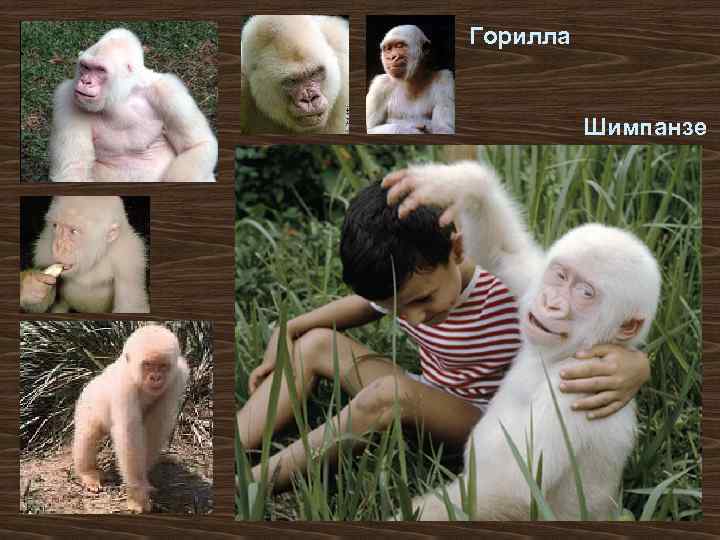 Горилла Шимпанзе 