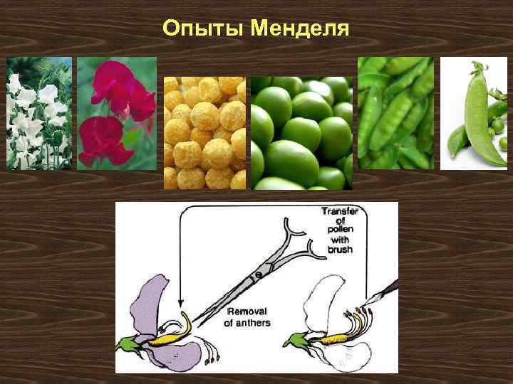 Опыты Менделя 