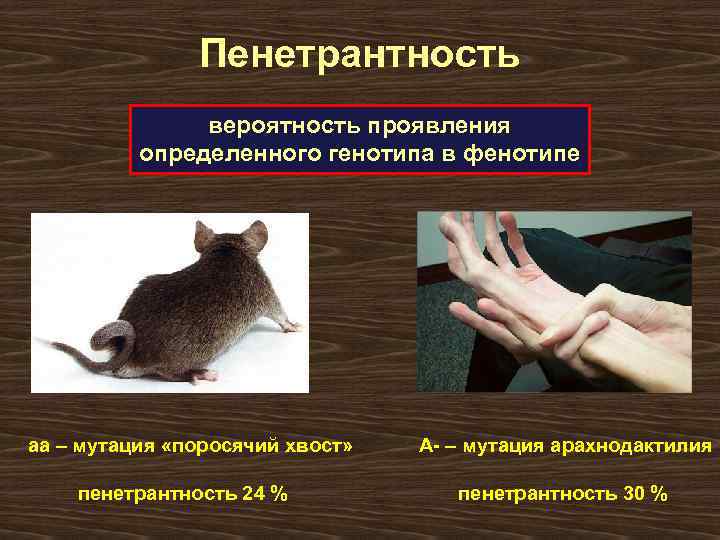 Пенетрантность вероятность проявления определенного генотипа в фенотипе аа – мутация «поросячий хвост» пенетрантность 24