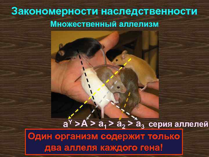 Закономерности наследственности Множественный аллелизм а. Y > А > а 1 > а 2