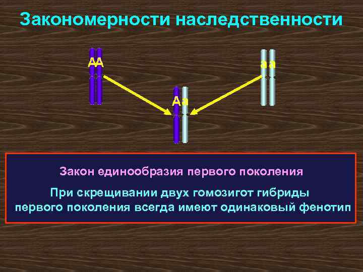 Закономерности наследственности Закон единообразия первого поколения При скрещивании двух гомозигот гибриды первого поколения всегда