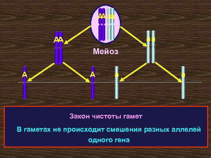 Мейоз Закон чистоты гамет В гаметах не происходит смешения разных аллелей одного гена 