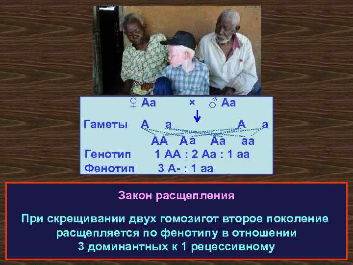 ♀ Аа Гаметы Генотип Фенотип А × ♂ Аа а АА А а Аа