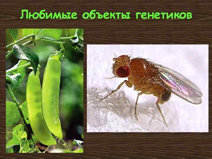 Любимые объекты генетиков 