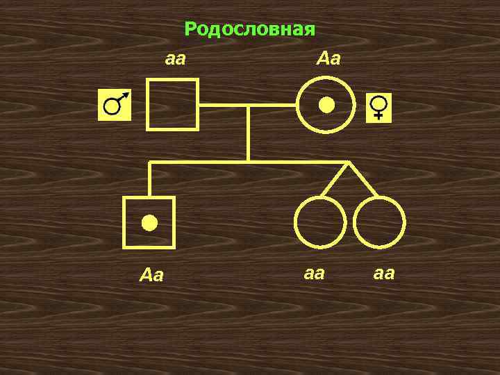 Родословная аа Аа Аа аа аа 
