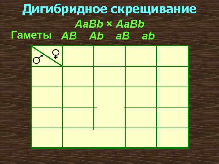 Дигибридное скрещивание Aa. Bb × Aa. Bb Гаметы AB Ab a. B ab AB