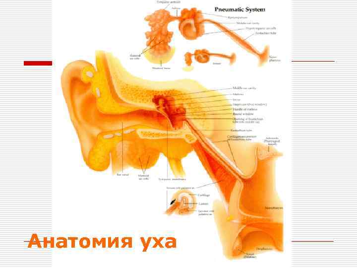 Анатомия уха 