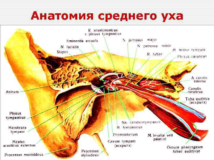 Анатомия среднего уха 