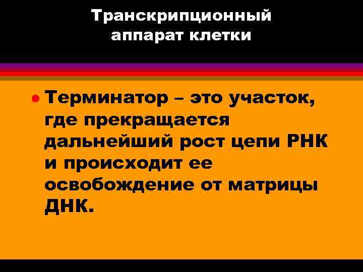 Транскрипционный аппарат клетки l Терминатор – это участок, где прекращается дальнейший рост цепи РНК