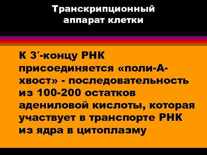 Транскрипционный аппарат клетки К 3′-концу РНК присоединяется «поли-Ахвост» - последовательность из 100 -200 остатков
