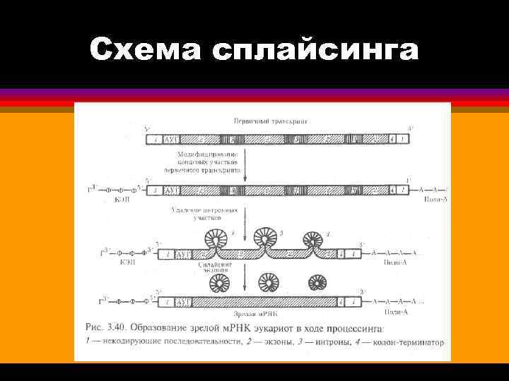 Схема сплайсинга 
