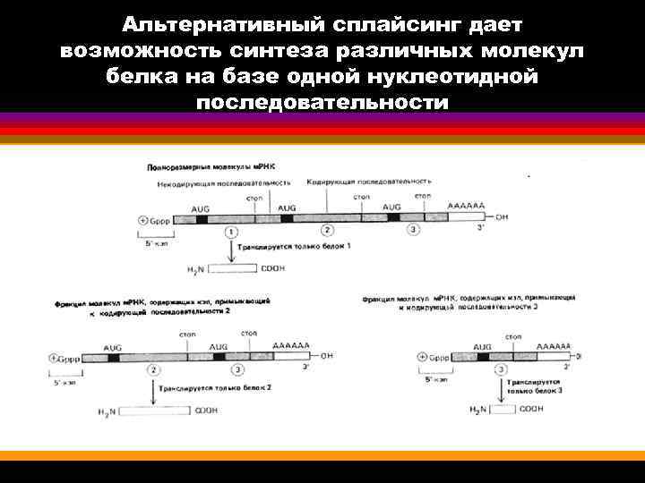 Альтернативный сплайсинг дает возможность синтеза различных молекул белка на базе одной нуклеотидной последовательности 